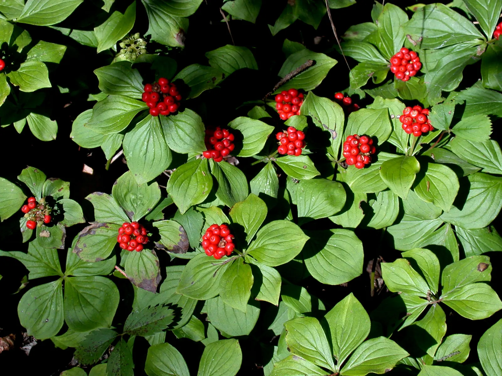 Bunchberry (Cornus Canadensis) — providing a feast for various bird species.<br><br>Bunchberry requires moist; verdant foliage.<br><br>The plant's, image 130