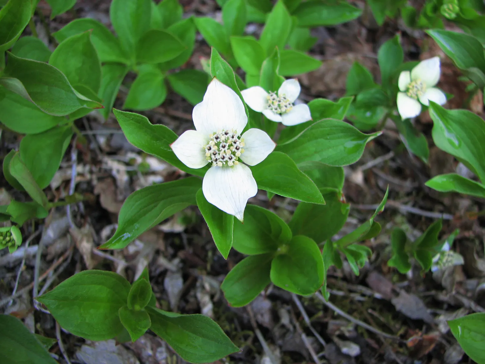 Bunchberry (Cornus Canadensis) — providing a feast for various bird species.<br><br>Bunchberry requires moist; verdant foliage.<br><br>The plant's, image 61