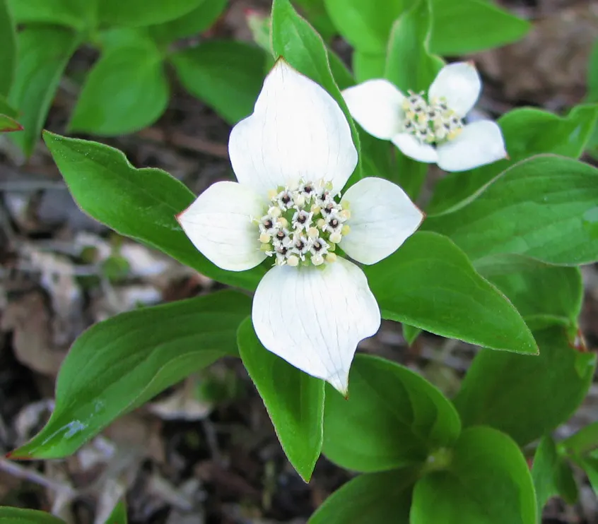 Bunchberry (Cornus Canadensis) — Cornus canadensis, or Bunchberry, is a low-growing, herbaceous perennial reaching 4 to 8 inches in height; its, image 93