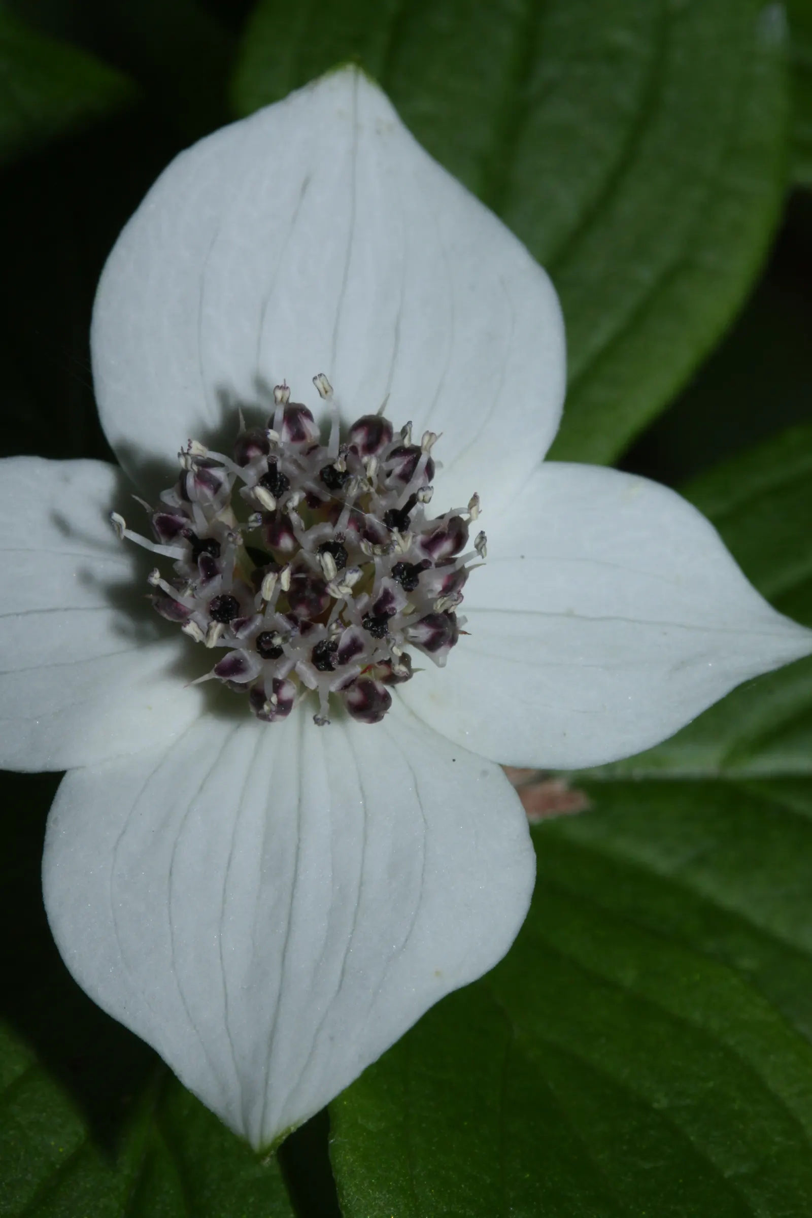 Bunchberry (Cornus Canadensis) — ground cover / shrub for half or shade; providing an enduring and ever-changing beauty