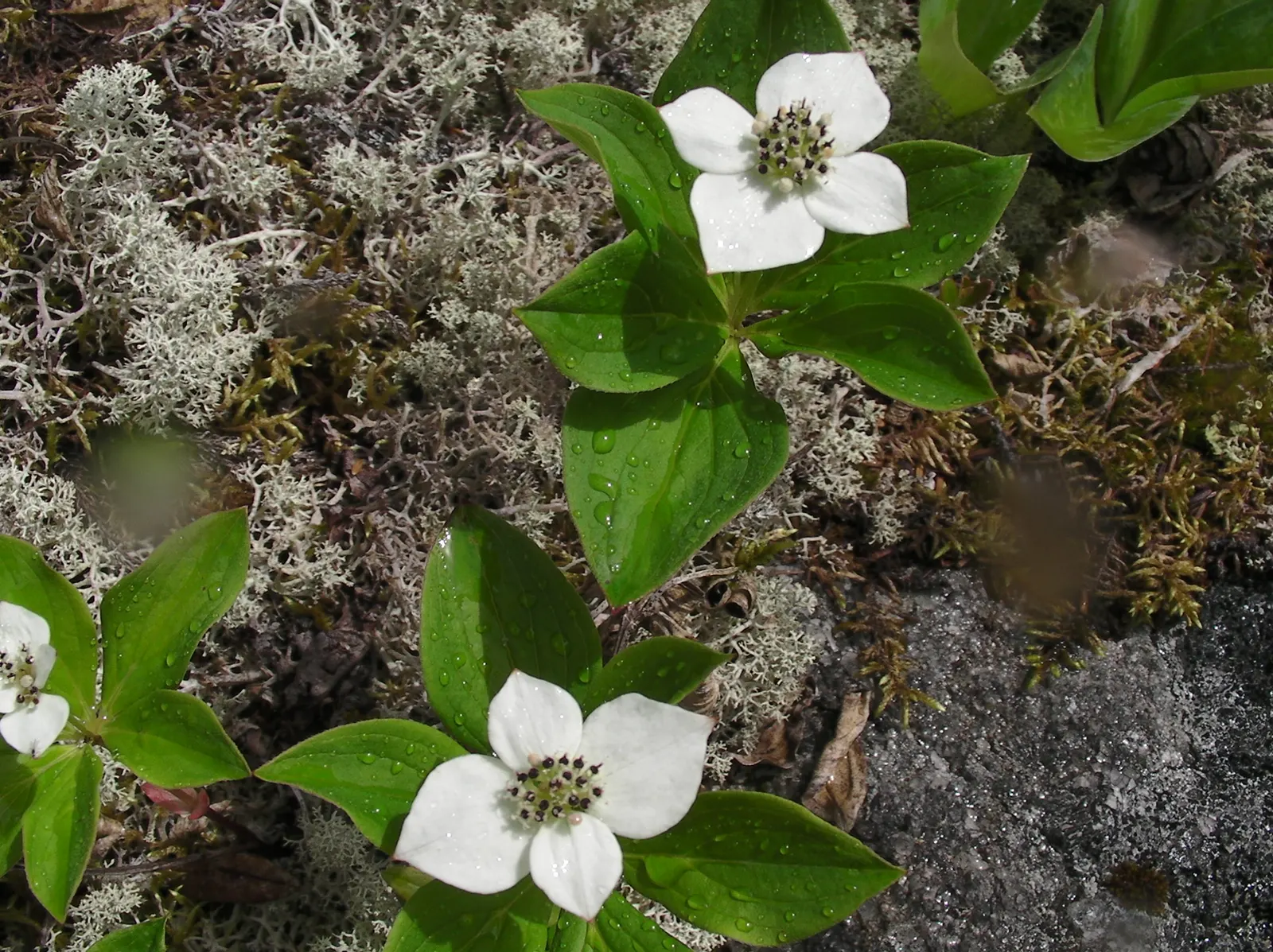 Bunchberry (Cornus Canadensis) — offering a year-round visual appeal with minimal maintenance; providing a feast for various bird, image 134