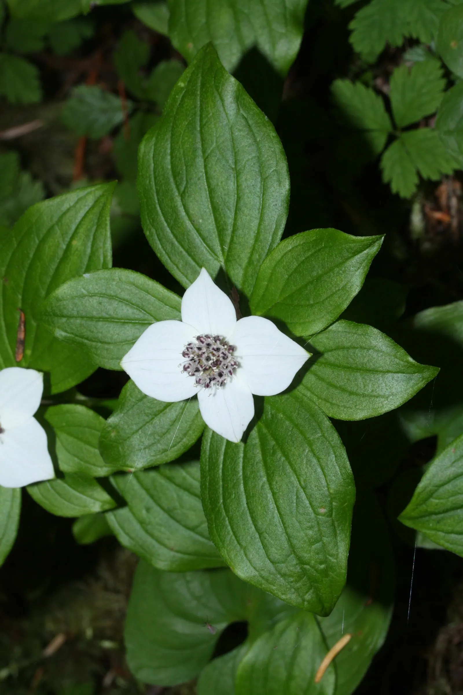 Bunchberry (Cornus Canadensis) — each approximately 1/4 to 3/8 inch in diameter; this North American native features striking white flowers in late, image 60