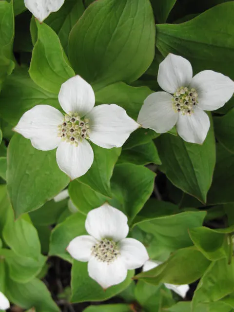 Bunchberry (Cornus Canadensis) — Tolerant of cold climates, it grows optimally in USDA hardiness zones 2 to 6; cornus canadensis, or Bunchberry, is, image 63