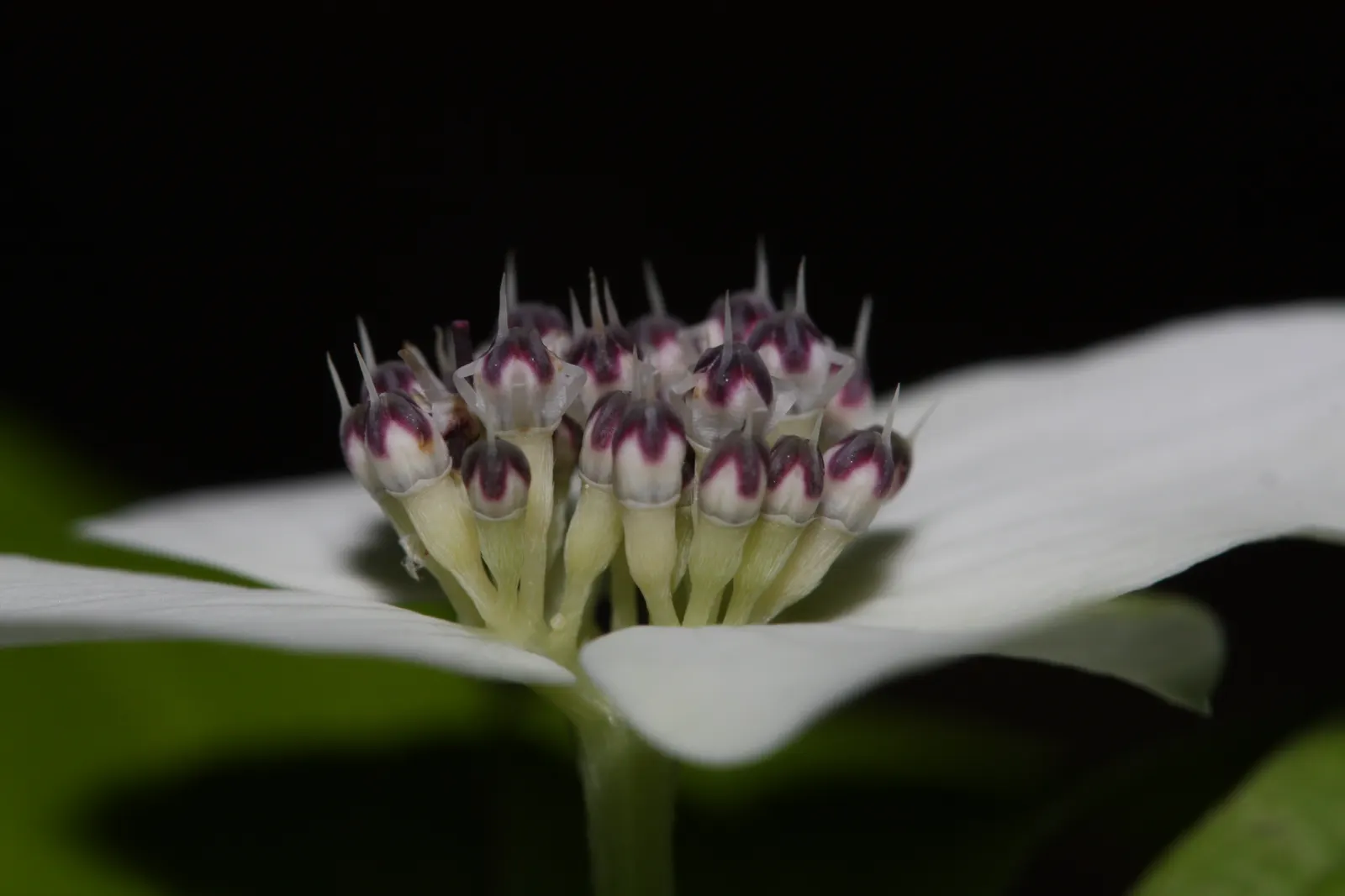 Bunchberry (Cornus Canadensis) — white flowers in the garden; the Bunchberry, or Cornus canadensis, is an enchanting ground cover plant that, image 113