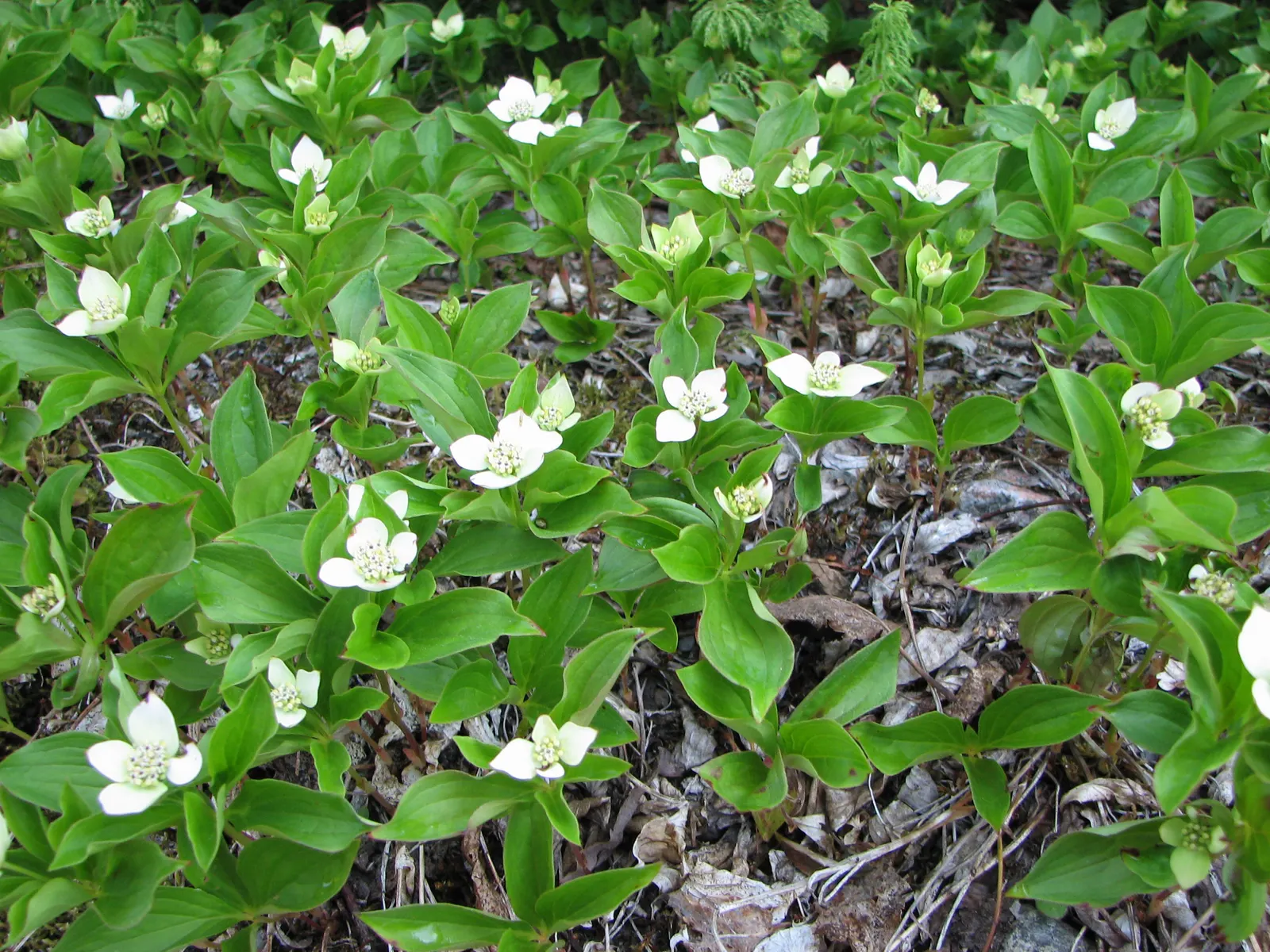 Bunchberry (Cornus Canadensis) — This plant's creeping habit and variegated seasonal interest make it an ideal choice for edgings; this diminutive, image 87