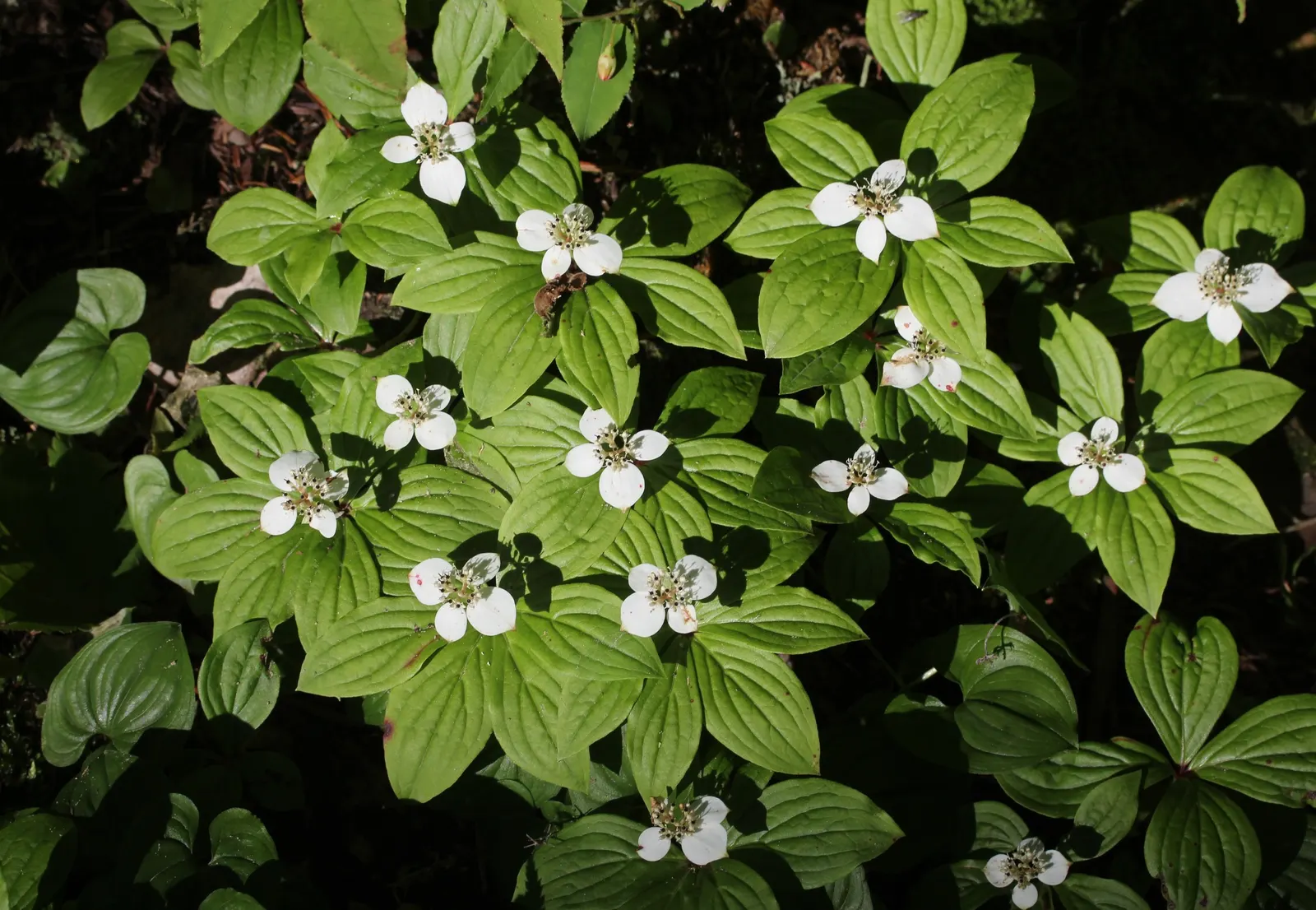 Bunchberry (Cornus Canadensis) — This North American native features striking white flowers in late spring and red berries in summer; this plant's, image 141