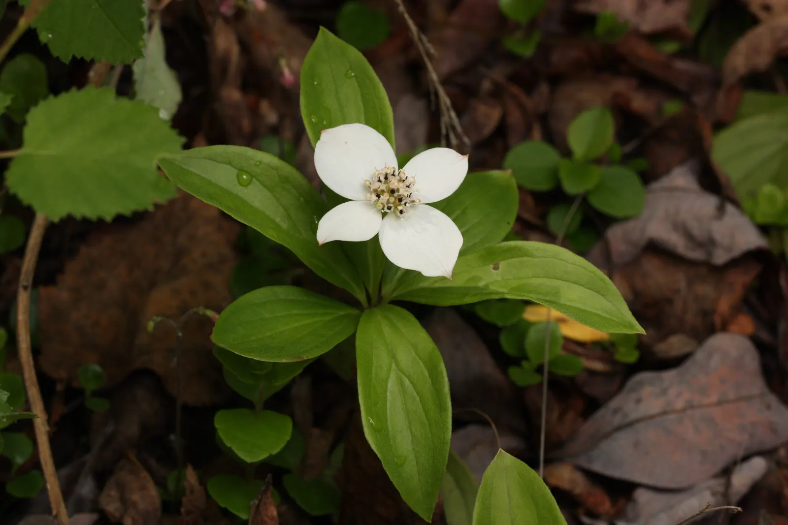 Bunchberry (Cornus Canadensis) — Its green foliage turns a vibrant red in fall; it thrives in cool, moist, acidic soil, and prefers partial to full, image 73
