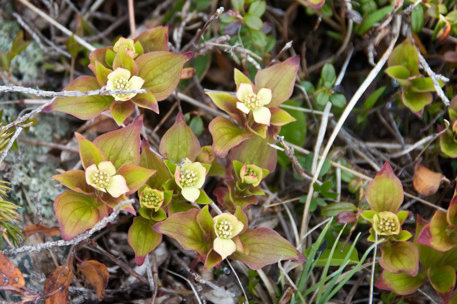 Bunchberry (Cornus Canadensis) — offering a year-round visual appeal with minimal maintenance; providing a feast for various bird, image 65