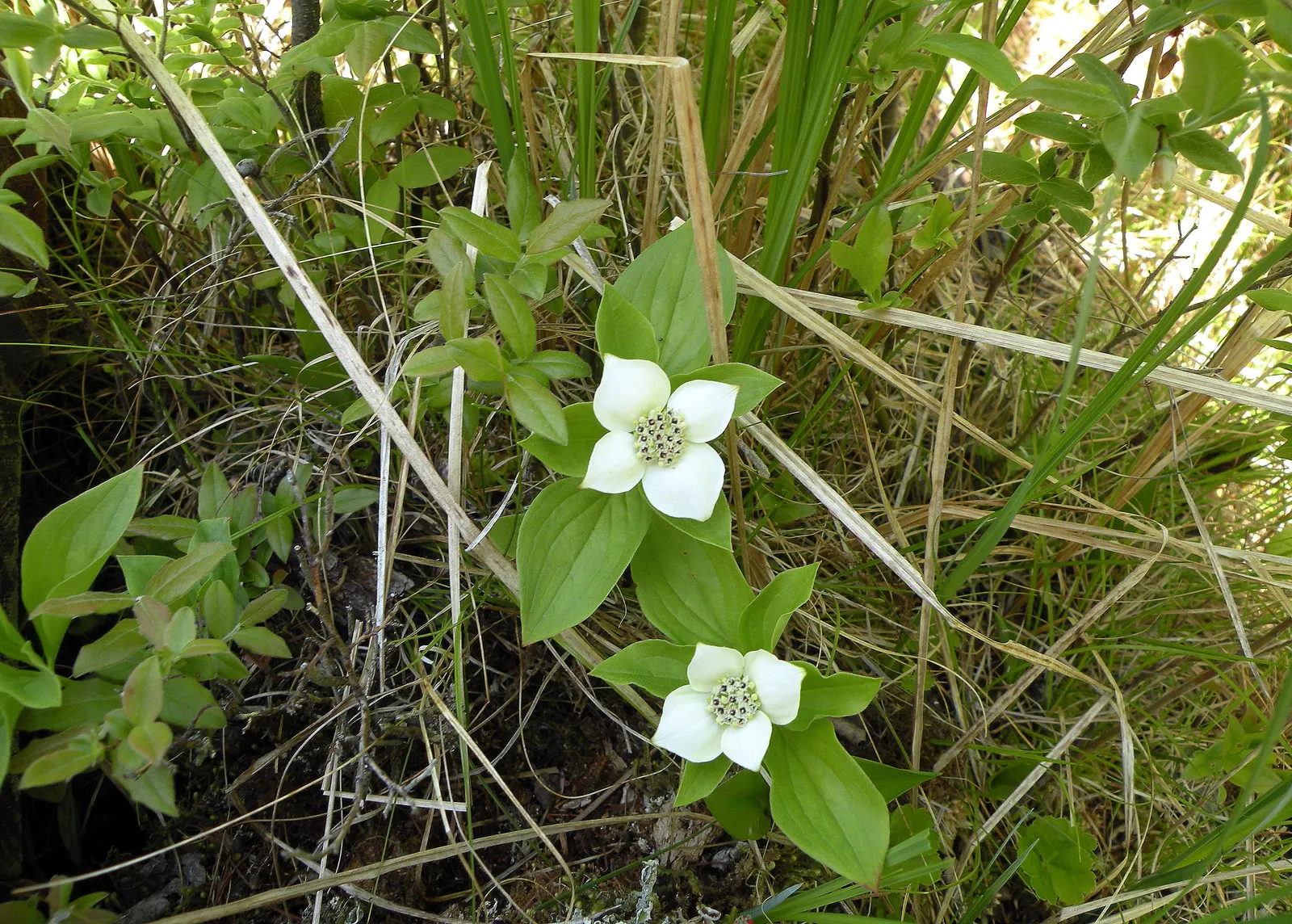 Bunchberry (Cornus Canadensis) — Tolerant of cold climates, it grows optimally in USDA hardiness zones 2 to 6; cornus canadensis, or Bunchberry, is a