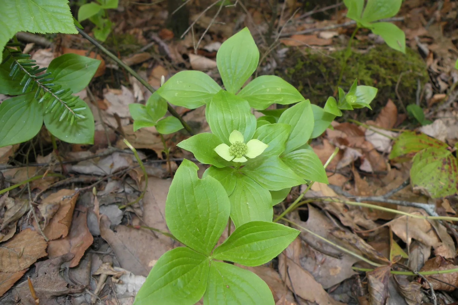 Bunchberry (Cornus Canadensis) — Cornus canadensis, or Bunchberry, is a low-growing, herbaceous perennial reaching 4 to 8 inches in height; its, image 162