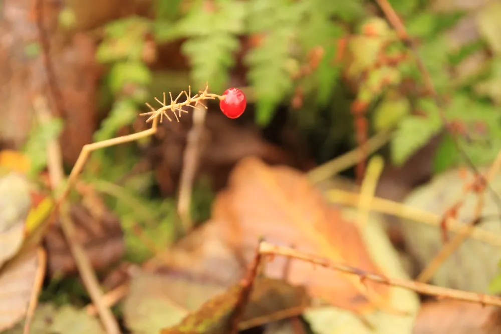 Bunchberry (Cornus Canadensis) — offering a year-round visual appeal with minimal maintenance; providing a feast for various bird, image 180