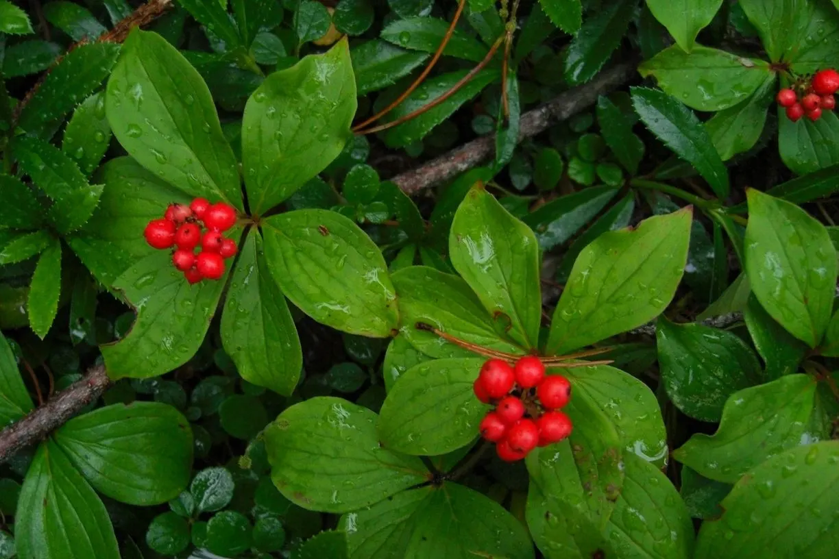 Bunchberry (Cornus Canadensis) — ground cover / shrub for half or shade; providing an enduring and ever-changing beauty, image 69