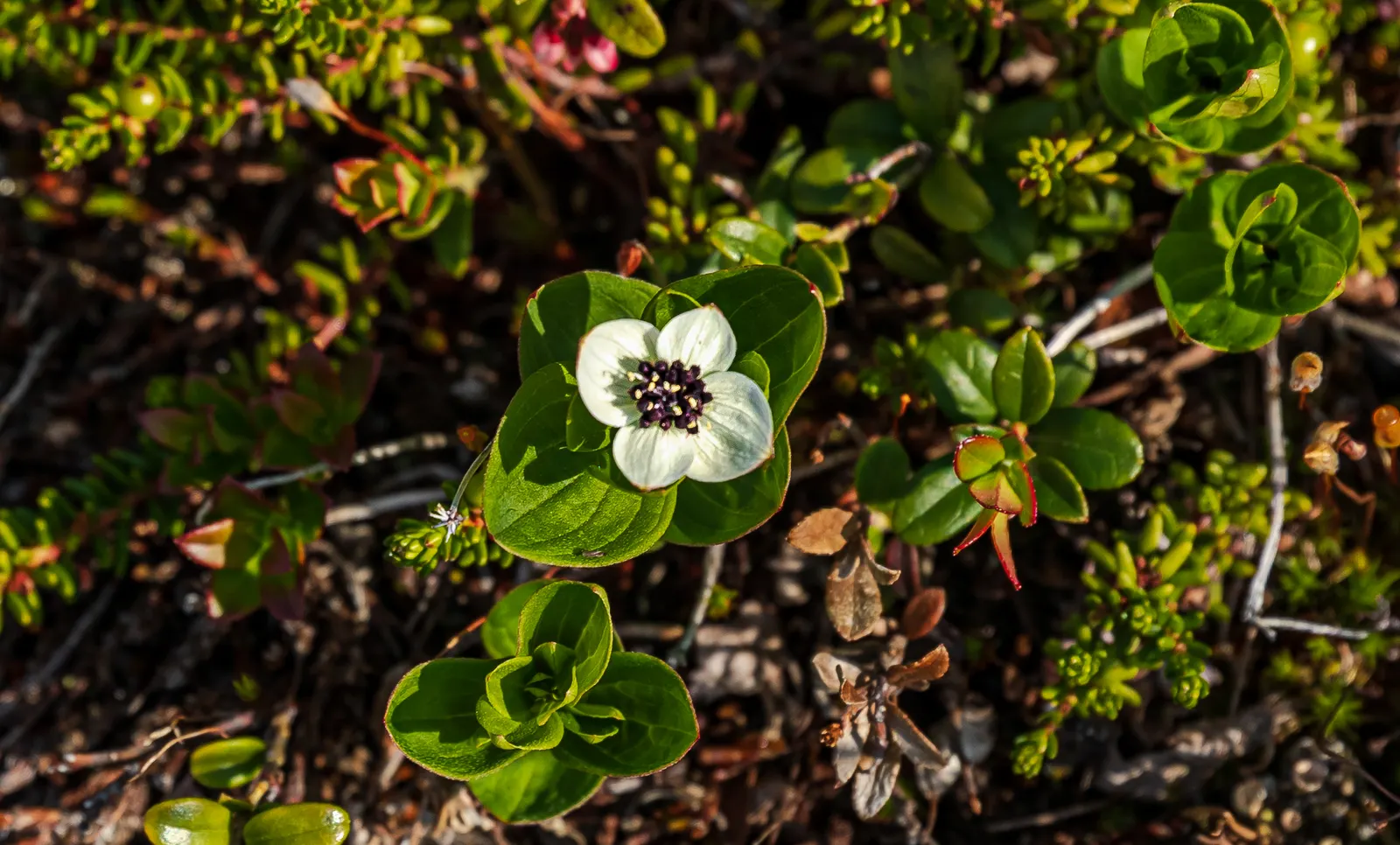 Bunchberry (Cornus Canadensis) — Tolerant of cold climates, it grows optimally in USDA hardiness zones 2 to 6; cornus canadensis, or Bunchberry, is, image 155