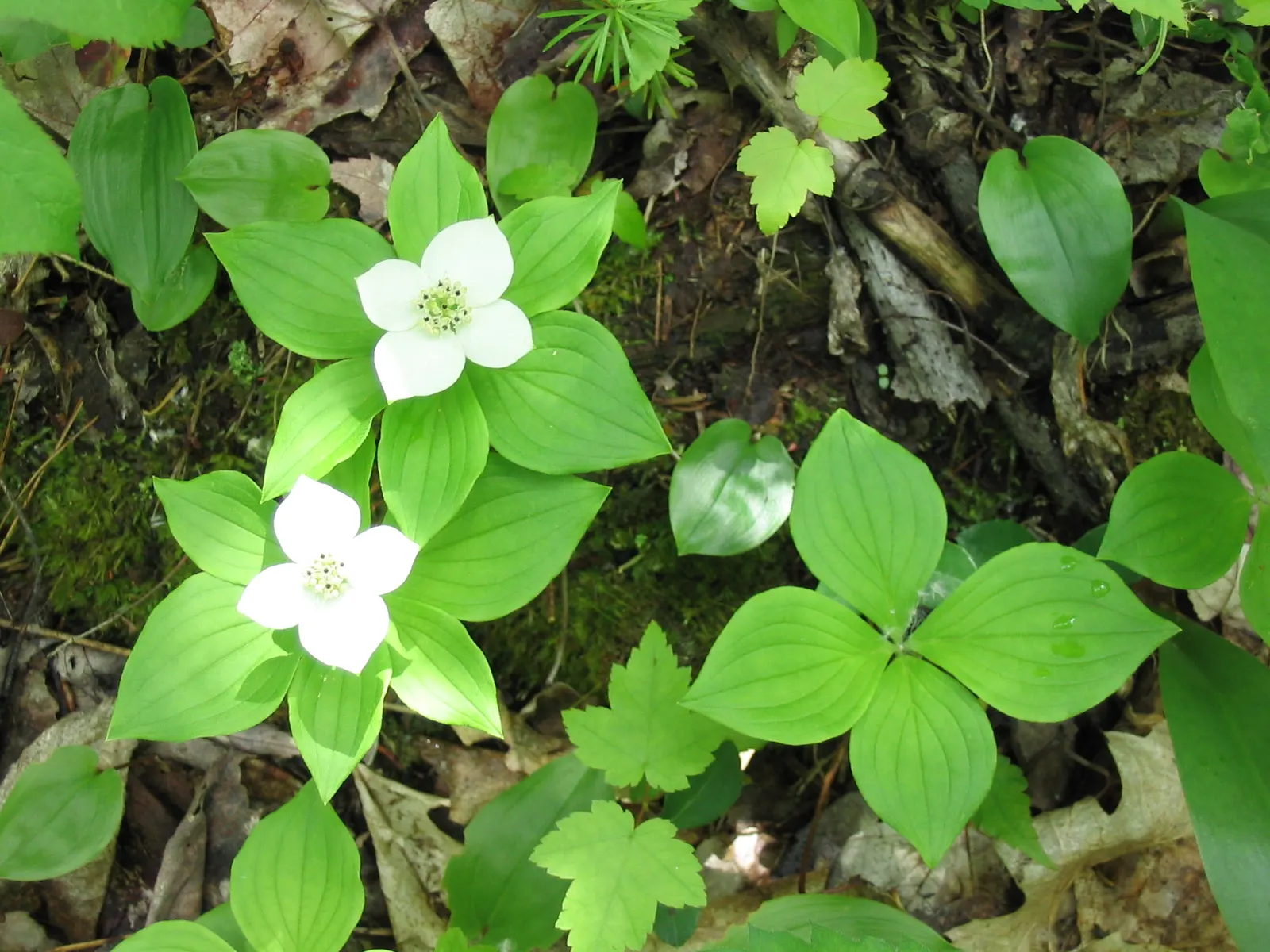 Bunchberry (Cornus Canadensis) — These blooms mature into striking clusters of bright red berries by late summer; offering a year-round visual, image 59