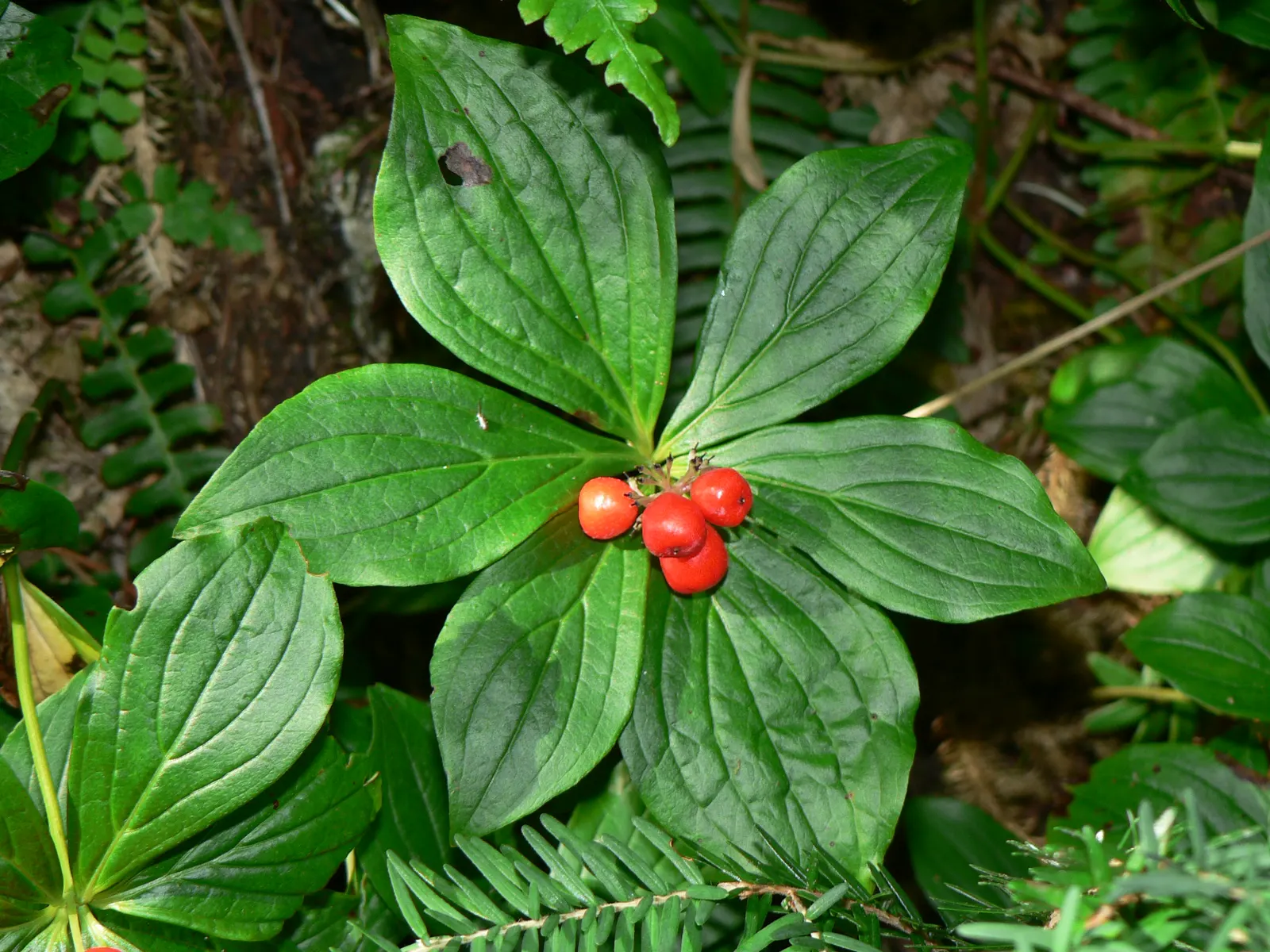 Bunchberry (Cornus Canadensis) — offering a year-round visual appeal with minimal maintenance
