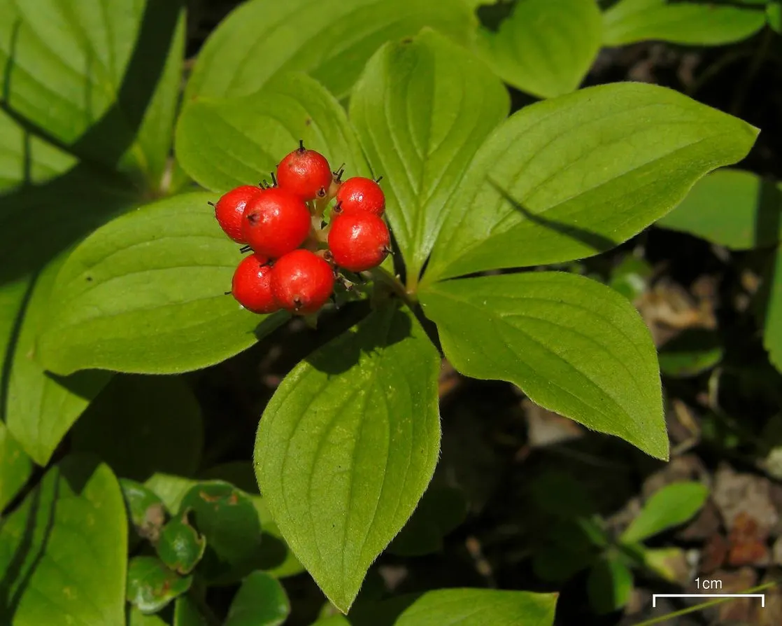 Bunchberry (Cornus Canadensis) — Its green foliage turns a vibrant red in fall; it thrives in cool, moist, acidic soil, and prefers partial to full, image 119