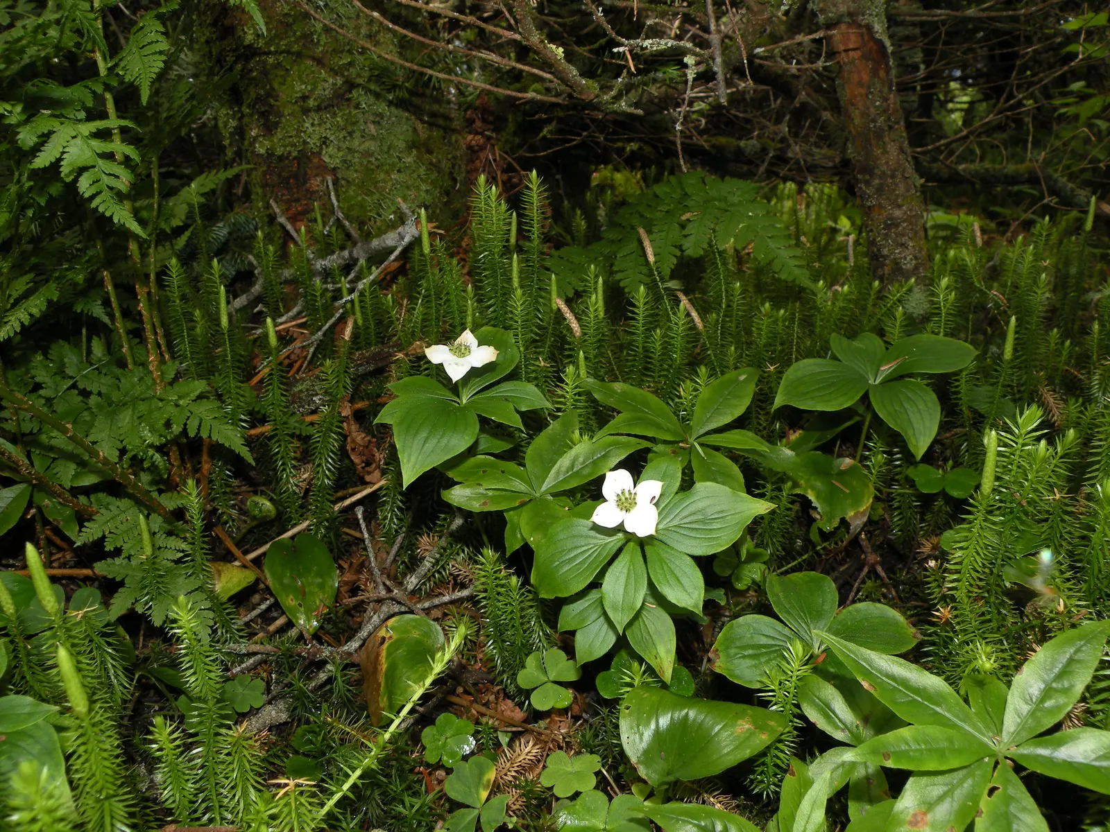Bunchberry (Cornus Canadensis) — This plant's creeping habit and variegated seasonal interest make it an ideal choice for edgings; this diminutive dynamo