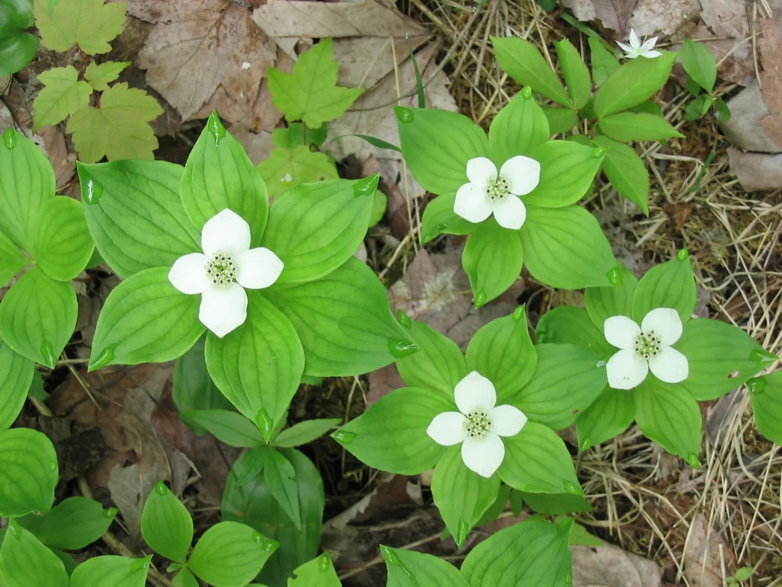 Bunchberry (Cornus Canadensis) — A native to northern temperate and boreal forests, it thrives under the dappled shade of woodland settings; ground, image 53