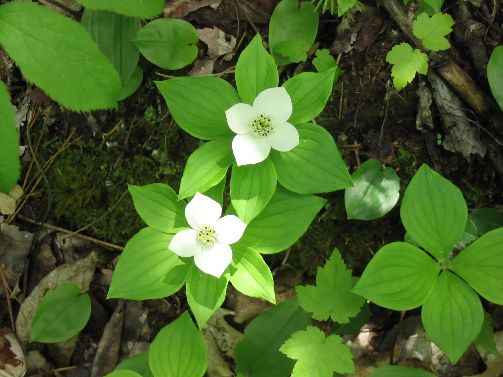 Bunchberry (Cornus Canadensis) — Tolerant of cold climates, it grows optimally in USDA hardiness zones 2 to 6; cornus canadensis, or Bunchberry, is, image 86
