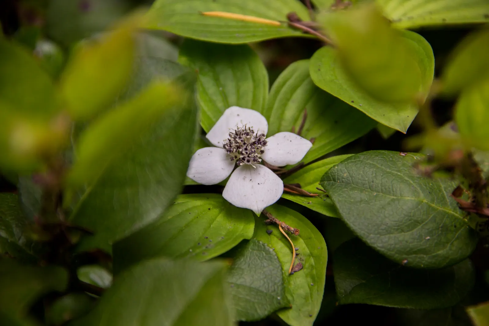 Bunchberry (Cornus Canadensis) — This diminutive dynamo typically reaches a modest height of 4 to 8 inches