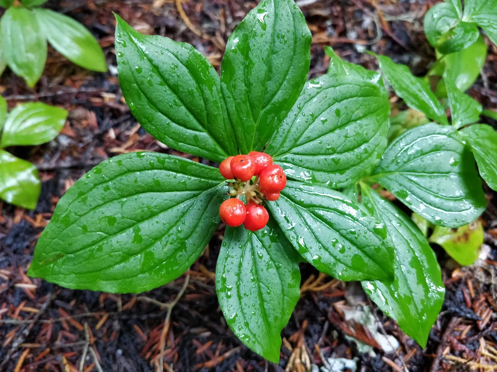 Bunchberry (Cornus Canadensis) — ground cover / shrub for half or shade; providing an enduring and ever-changing beauty, image 161