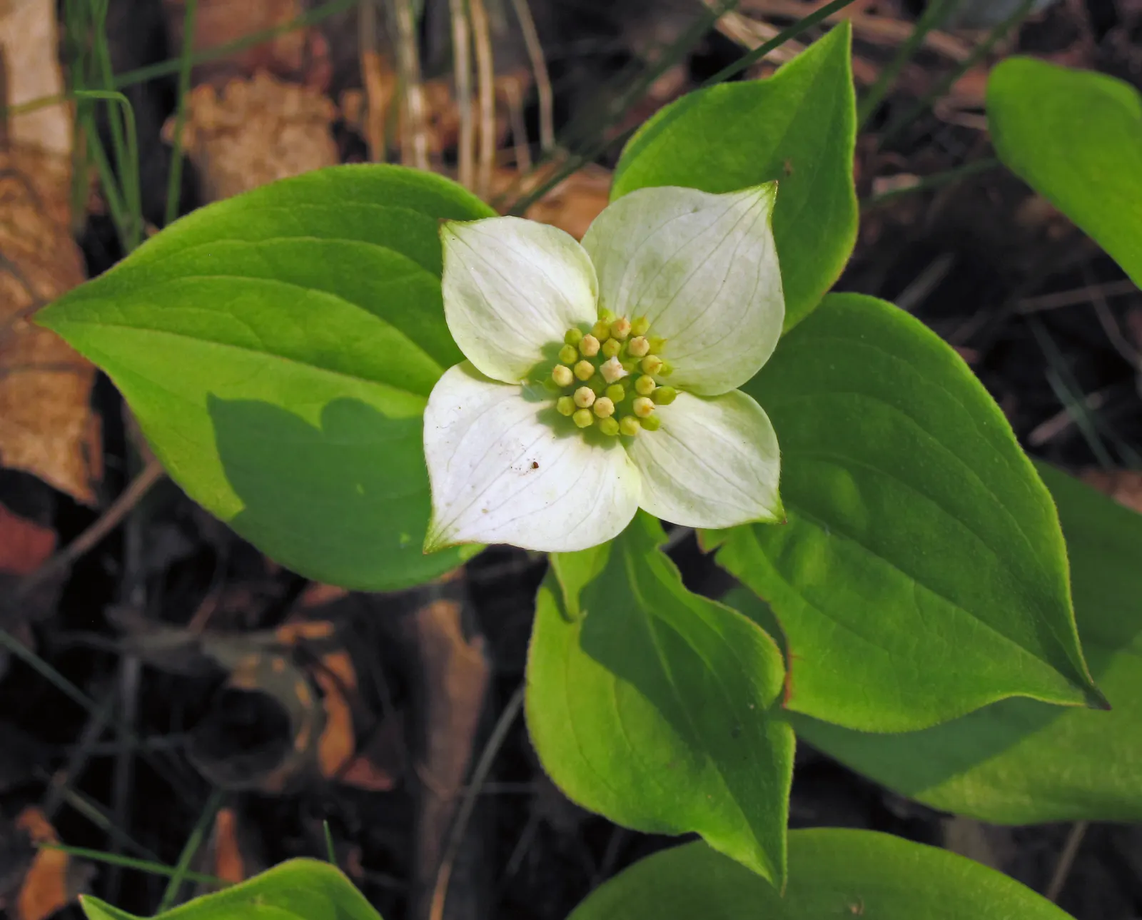 Bunchberry (Cornus Canadensis) — This North American native features striking white flowers in late spring and red berries in summer; this plant's, image 72