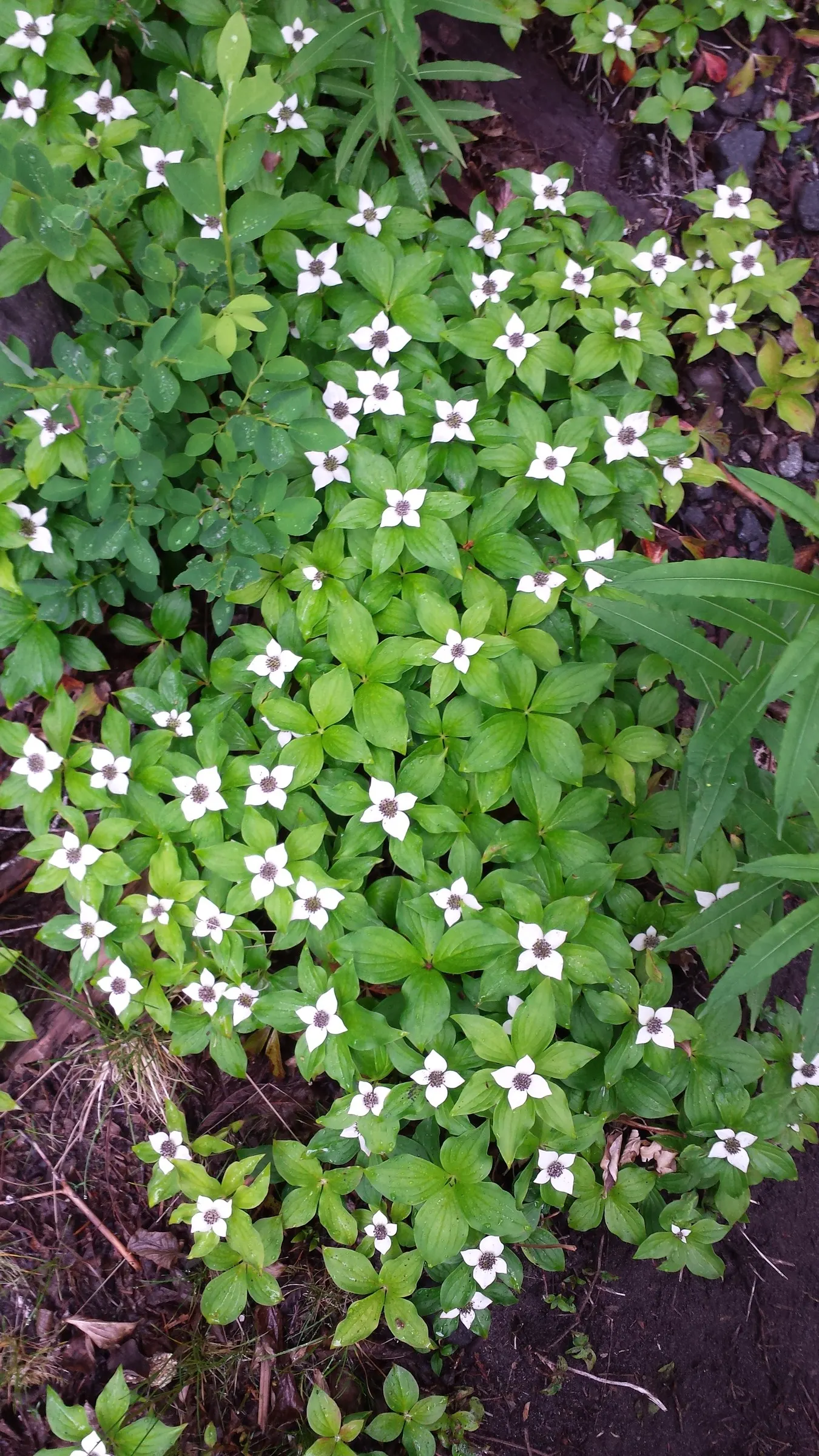 Bunchberry (Cornus Canadensis) — This diminutive dynamo typically reaches a modest height of 4 to 8 inches; a native to northern temperate and, image 77