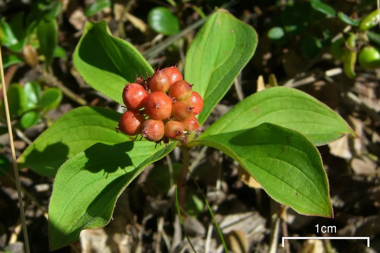 Bunchberry (Cornus Canadensis) — Its green foliage turns a vibrant red in fall; it thrives in cool, moist, acidic soil, and prefers partial to full, image 50