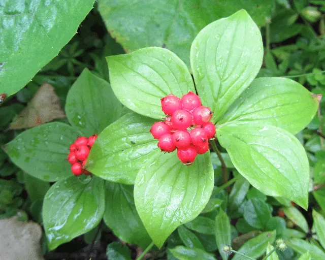Bunchberry (Cornus Canadensis) — Its green foliage turns a vibrant red in fall
