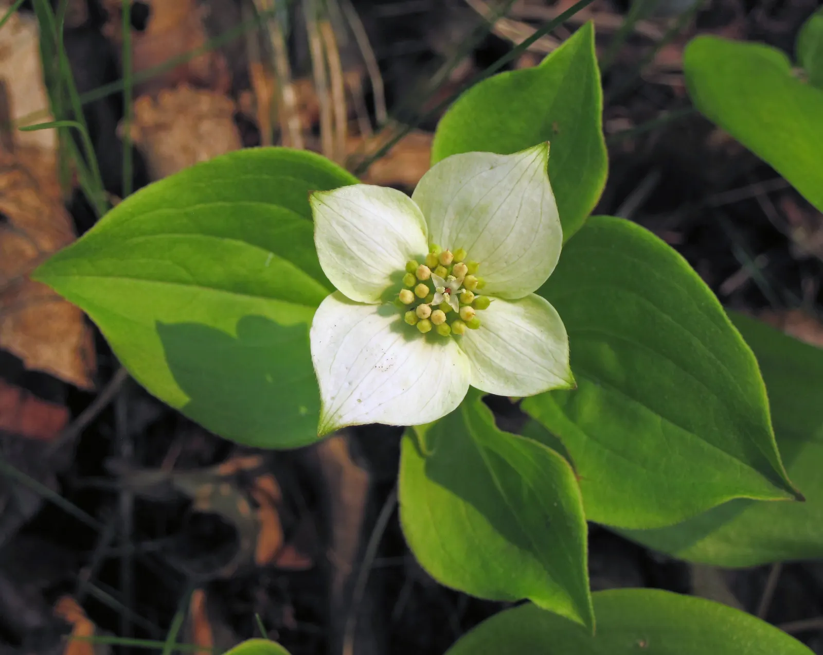 Bunchberry (Cornus Canadensis) — This diminutive dynamo typically reaches a modest height of 4 to 8 inches; a native to northern temperate and, image 100