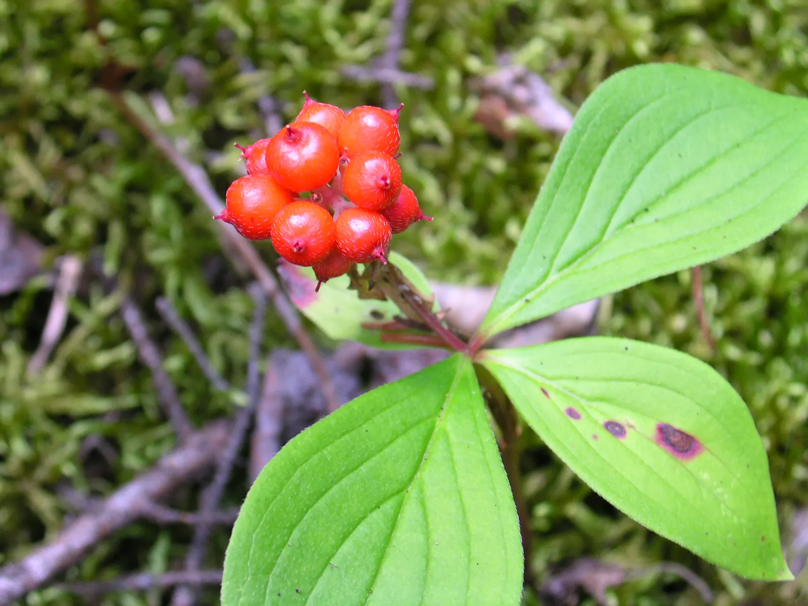Bunchberry (Cornus Canadensis) — adding seasonal interest to shade gardens or naturalized woodland settings