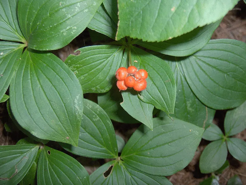 Bunchberry (Cornus Canadensis) — This plant's creeping habit and variegated seasonal interest make it an ideal choice for edgings; this diminutive, image 156
