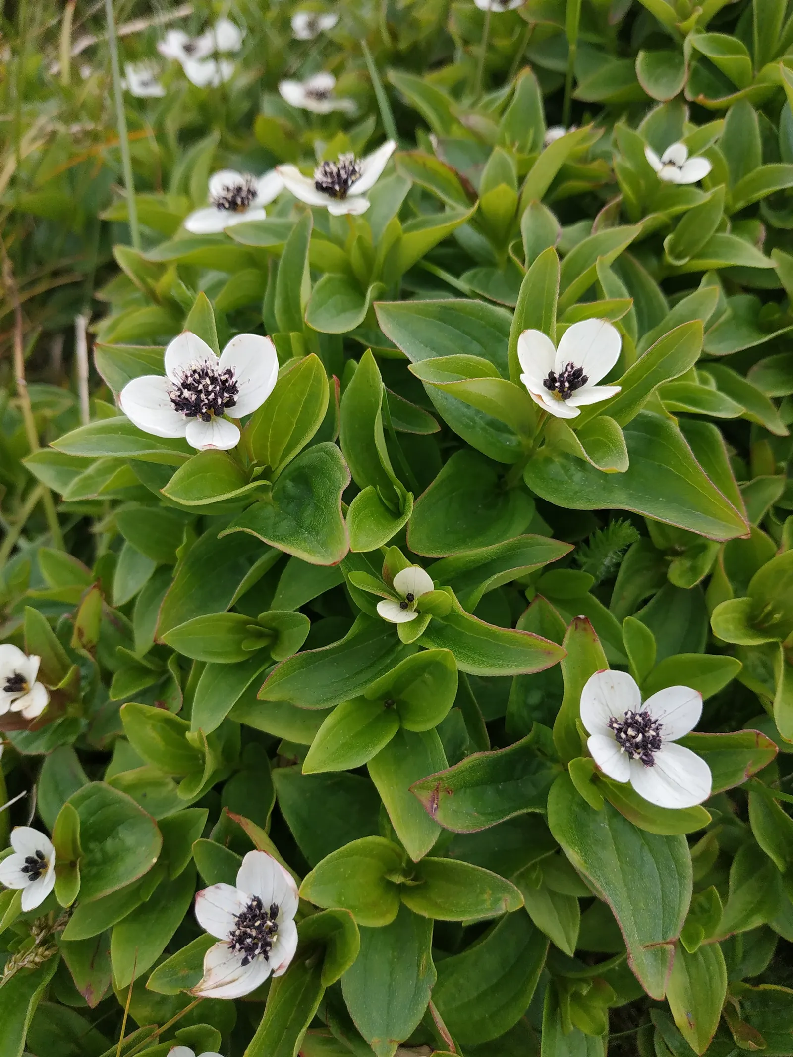 Bunchberry (Cornus Canadensis) — providing an enduring and ever-changing beauty; ground cover / shrub with white blooms, image 66