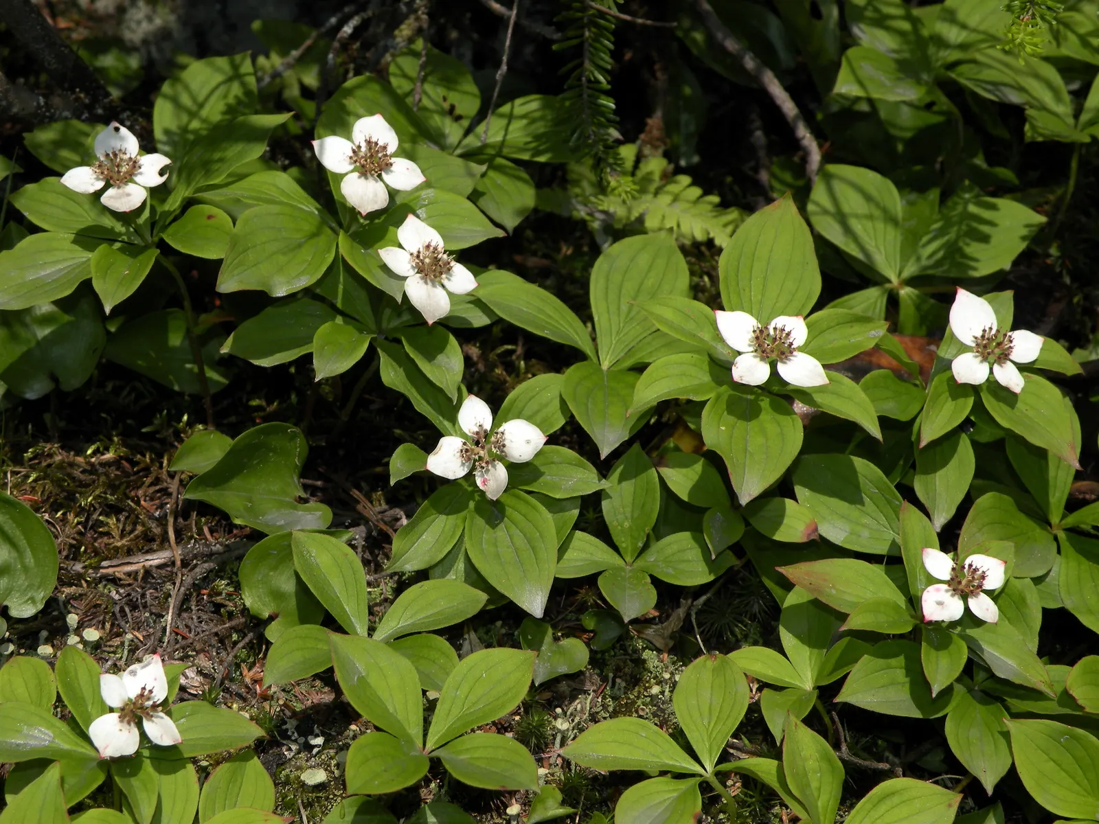 Bunchberry (Cornus Canadensis) — It thrives in cool, moist, acidic soil, and prefers partial to full shade; with four to six leaves creating a, image 140