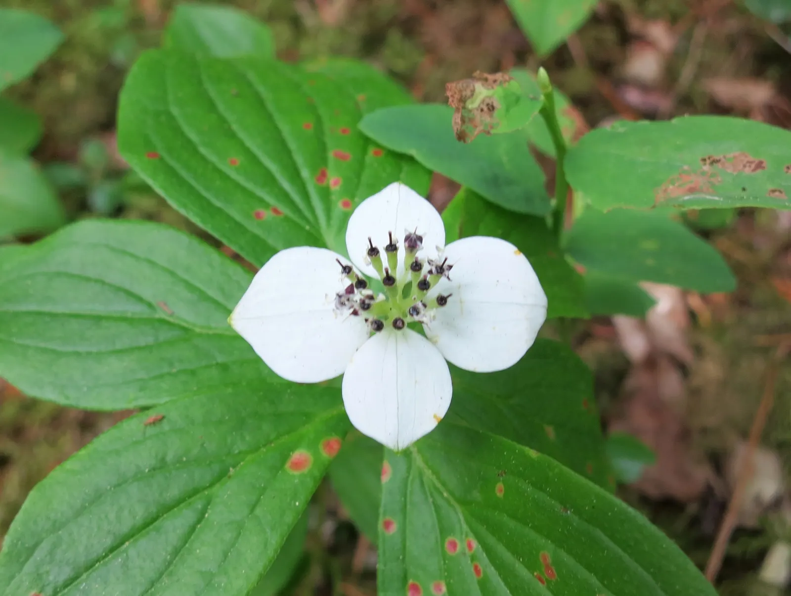 Bunchberry (Cornus Canadensis) — It thrives in cool, moist, acidic soil, and prefers partial to full shade; with four to six leaves creating a, image 94
