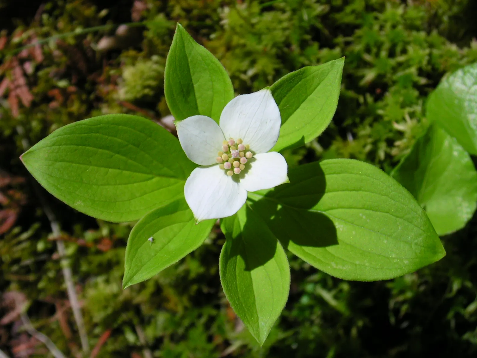 Bunchberry (Cornus Canadensis) — each approximately 1/4 to 3/8 inch in diameter