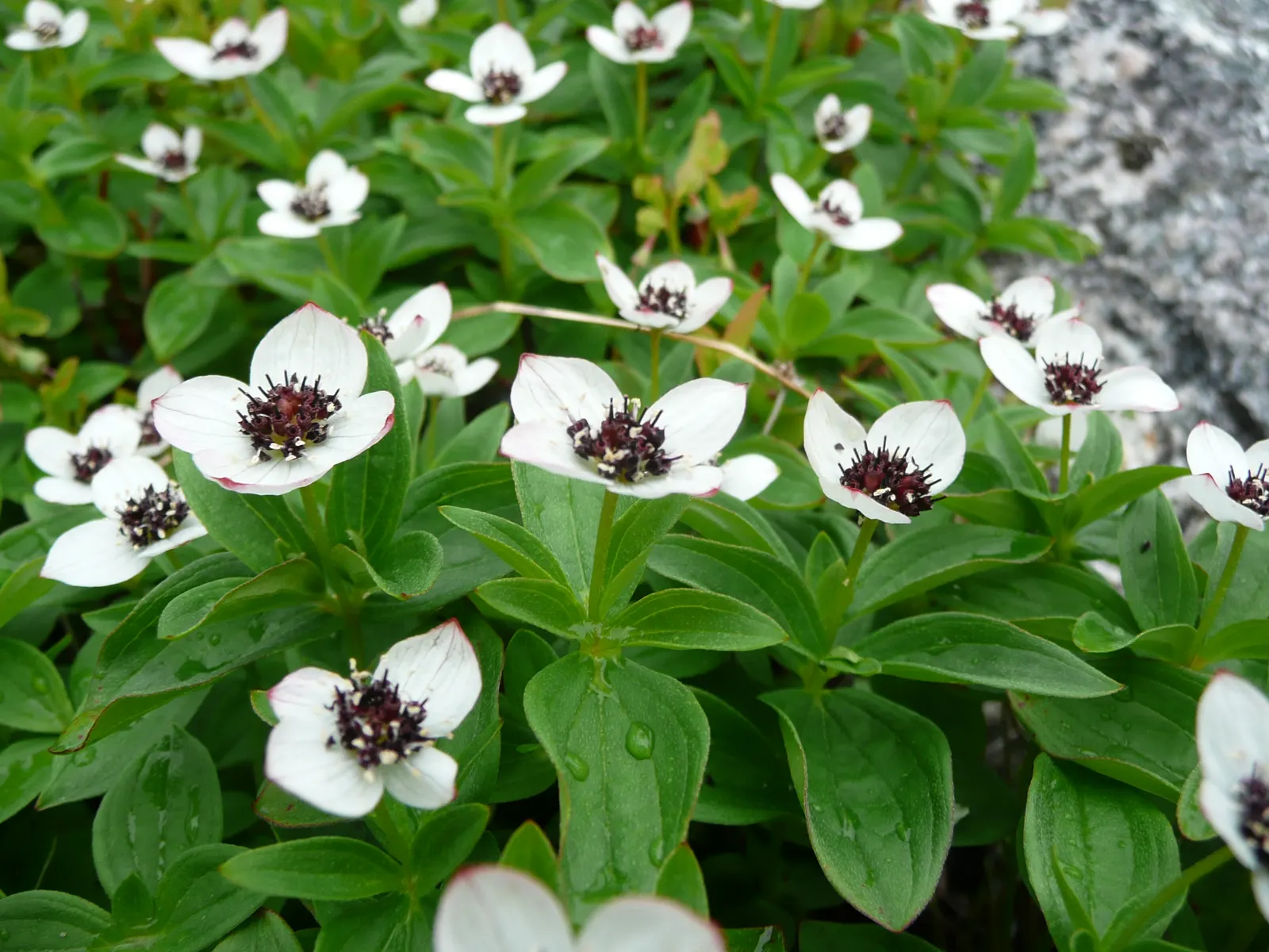 Bunchberry (Cornus Canadensis) — providing an enduring and ever-changing beauty; ground cover / shrub with white blooms
