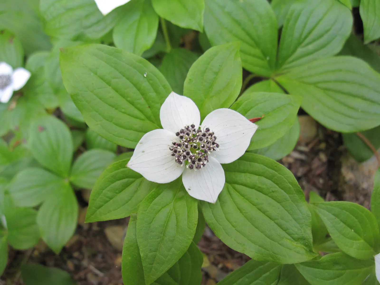 Bunchberry (Cornus Canadensis) — spreading through rhizomes to form a carpet of lush; each approximately 1/4 to 3/8 inch in diameter