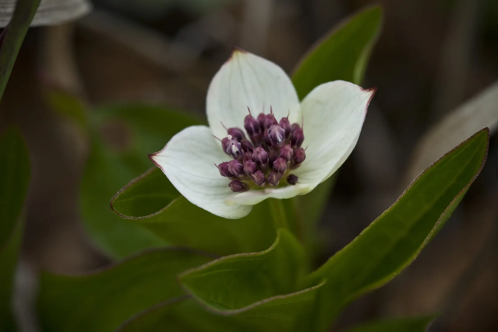 Bunchberry (Cornus Canadensis) — Cornus canadensis, or Bunchberry, is a low-growing, herbaceous perennial reaching 4 to 8 inches in height; its, image 139