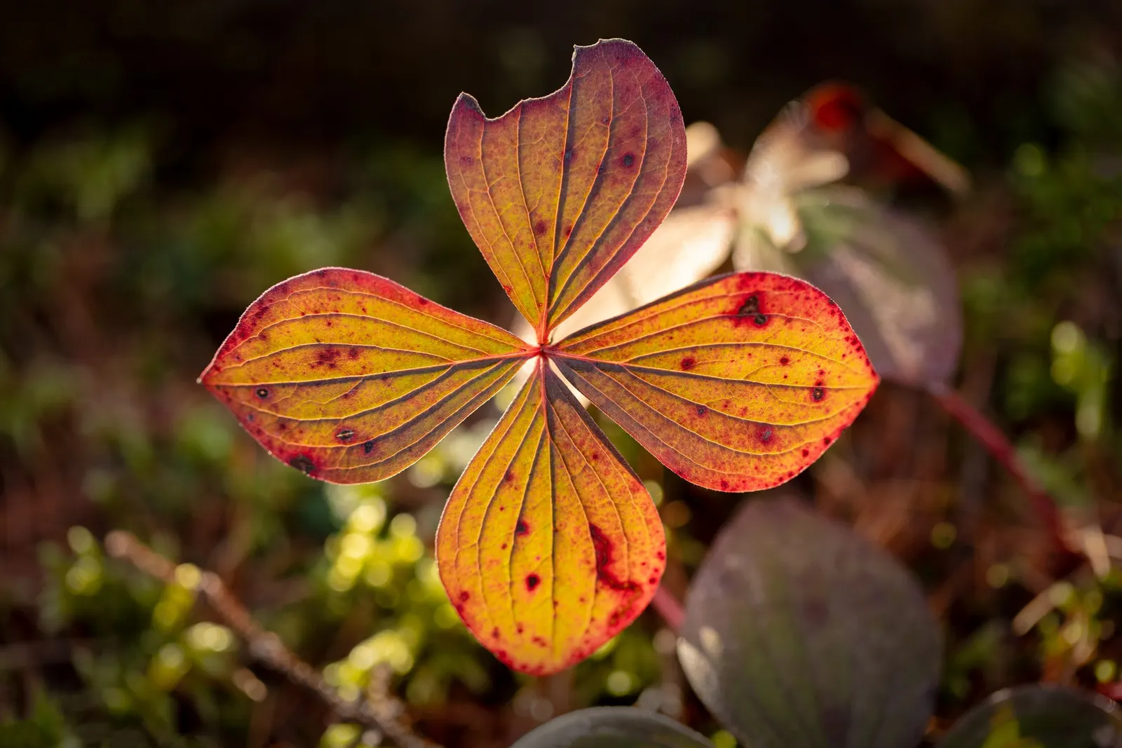 Bunchberry (Cornus Canadensis) — white flowers in the garden; the Bunchberry, or Cornus canadensis, is an enchanting ground cover plant that, image 136