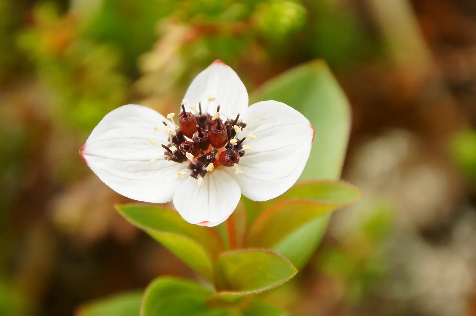 Bunchberry (Cornus Canadensis) — The Bunchberry, or Cornus canadensis, is an enchanting ground cover plant that belongs to the Cornaceae family, image 144