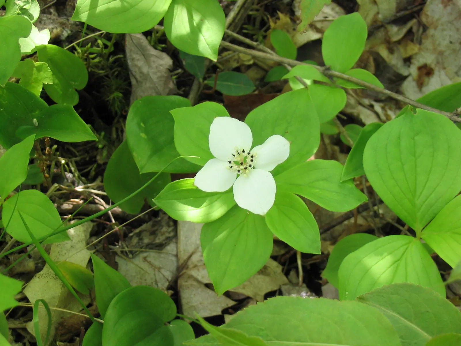Bunchberry (Cornus Canadensis) — white flowers in the garden; the Bunchberry, or Cornus canadensis, is an enchanting ground cover plant that belongs to the