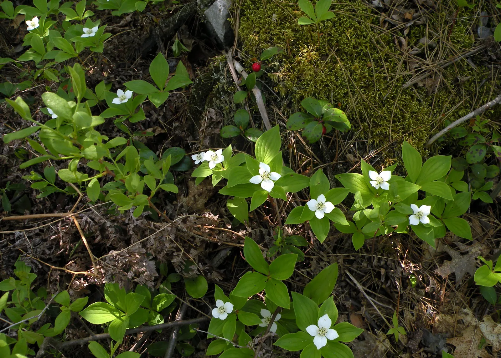 Bunchberry (Cornus Canadensis) — It thrives in cool, moist, acidic soil, and prefers partial to full shade; with four to six leaves creating a collar around a