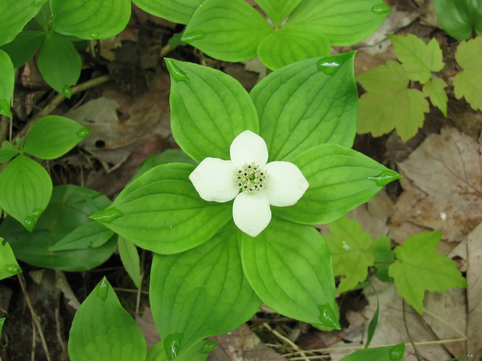 Bunchberry (Cornus Canadensis) — The Bunchberry, or Cornus canadensis, is an enchanting ground cover plant that belongs to the Cornaceae family; well-drained