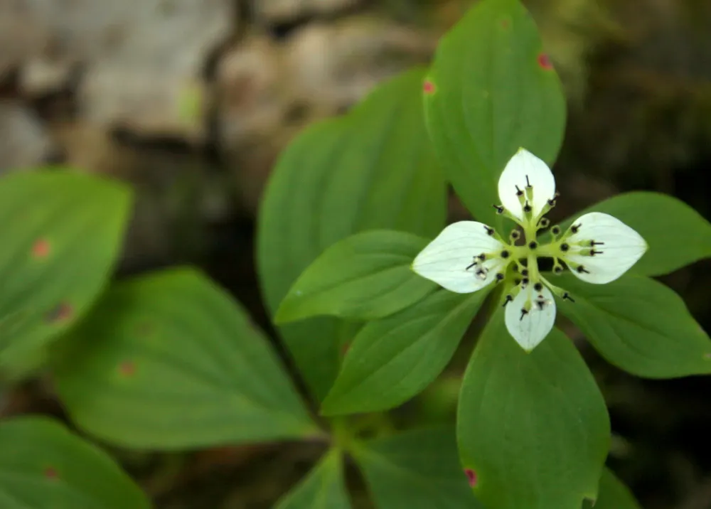 Bunchberry (Cornus Canadensis) — This plant's creeping habit and variegated seasonal interest make it an ideal choice for edgings; this diminutive, image 110