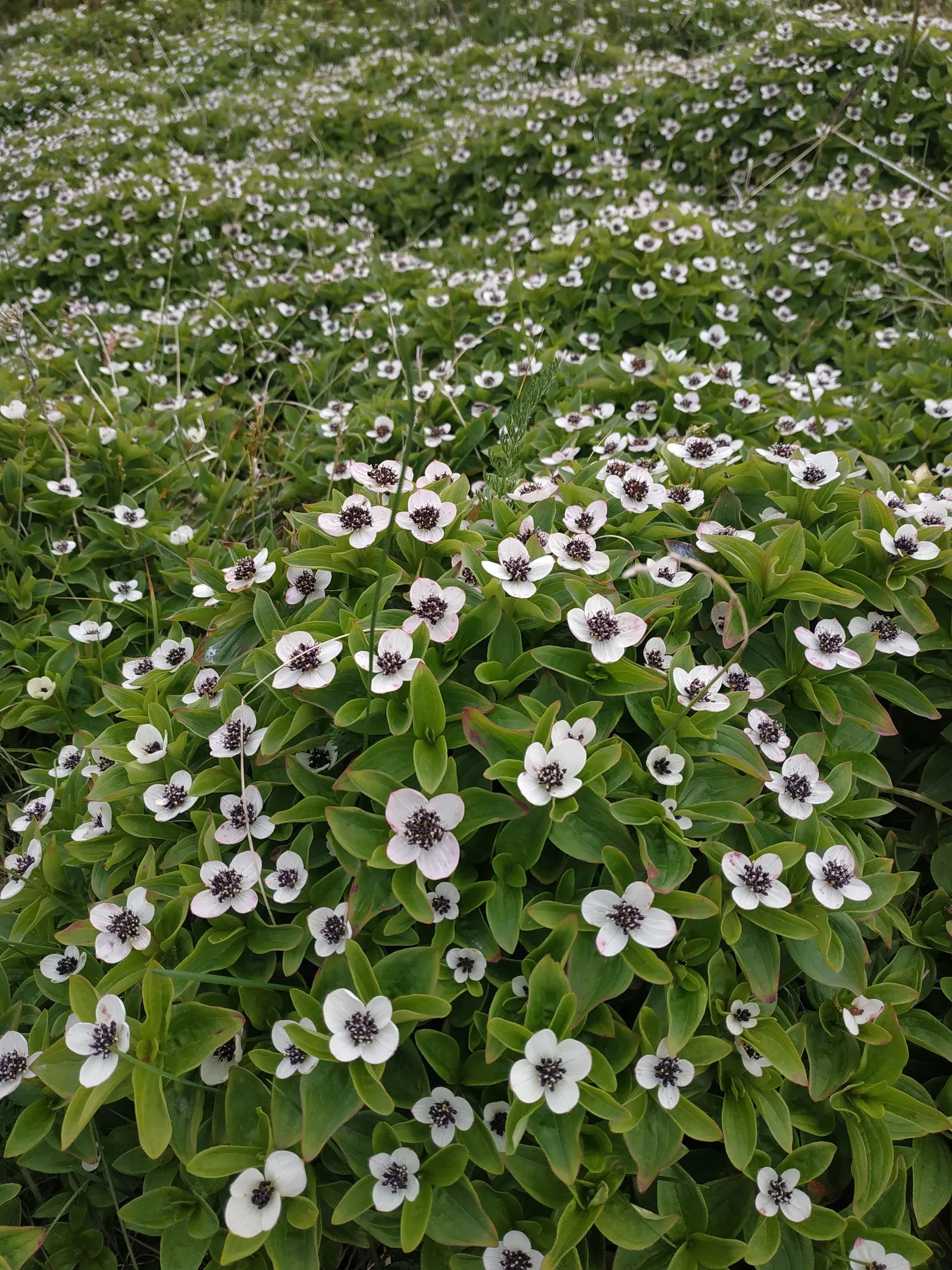 Bunchberry (Cornus Canadensis) — It thrives in cool, moist, acidic soil, and prefers partial to full shade; with four to six leaves creating a, image 48