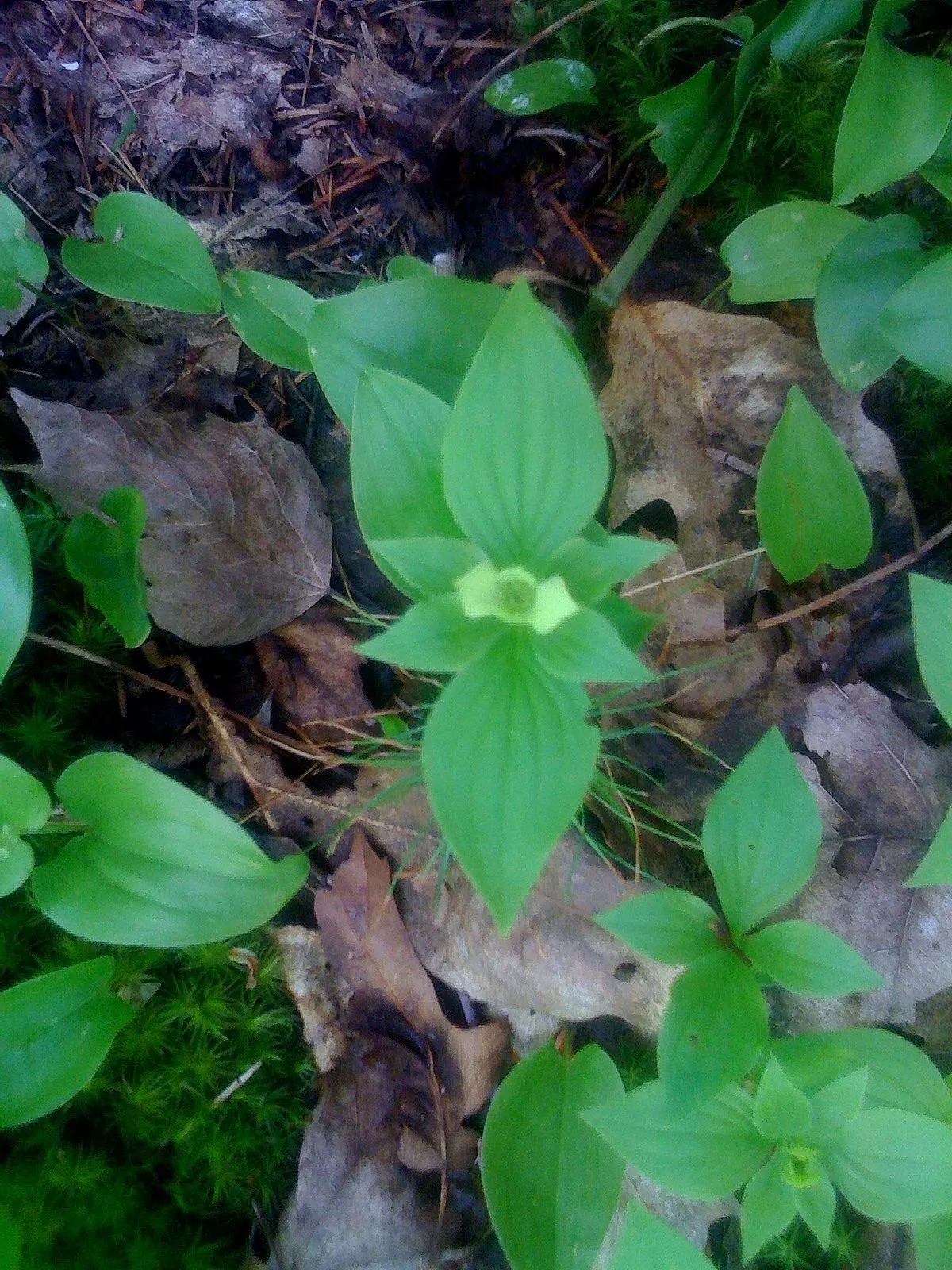 Bunchberry (Cornus Canadensis) — Cornus canadensis, or Bunchberry, is a low-growing, herbaceous perennial reaching 4 to 8 inches in height; its, image 47