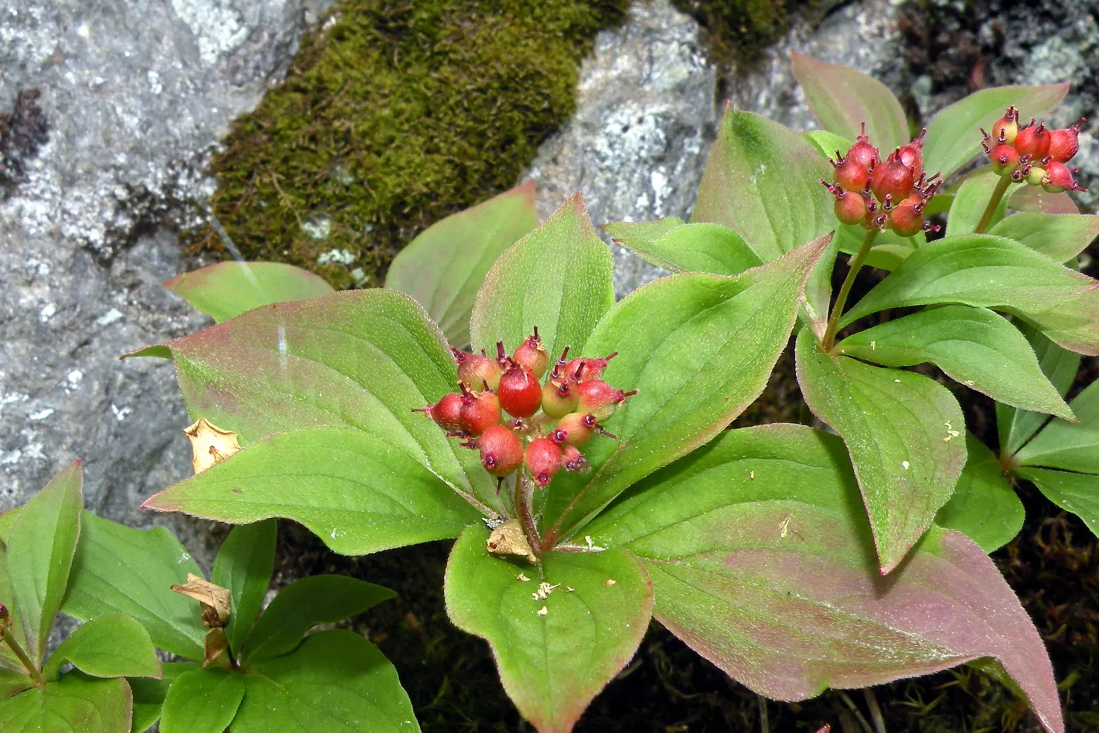 Bunchberry (Cornus Canadensis) — The Bunchberry, or Cornus canadensis, is an enchanting ground cover plant that belongs to the Cornaceae family, image 121