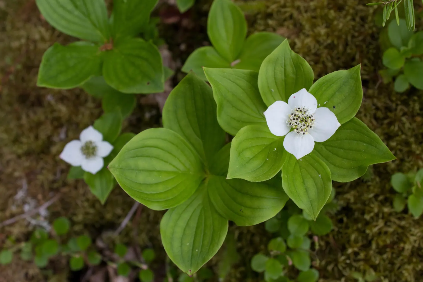 Bunchberry (Cornus Canadensis) — This North American native features striking white flowers in late spring and red berries in summer; this plant's, image 118