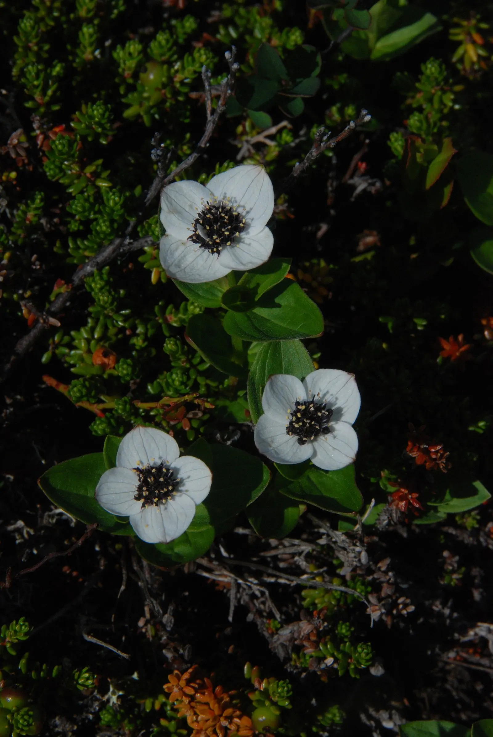 Bunchberry (Cornus Canadensis) — providing an enduring and ever-changing beauty; ground cover / shrub with white blooms, image 135